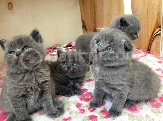 Harika Scottish Fold Ve British Yavrularım görsel