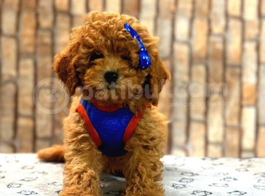 Tooy Poodle Yavrumuz 0 Teacup 