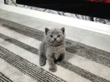 Harika Scottish Fold Ve British Yavrularım