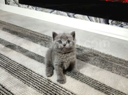 Harika Scottish Fold Ve British Yavrularım görsel