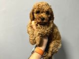 IRK GARANTİLİ SAFKAN TOY POODLE YAVRULARI