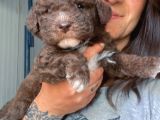 Lagotto Yavrular