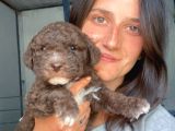 Lagotto Yavrular