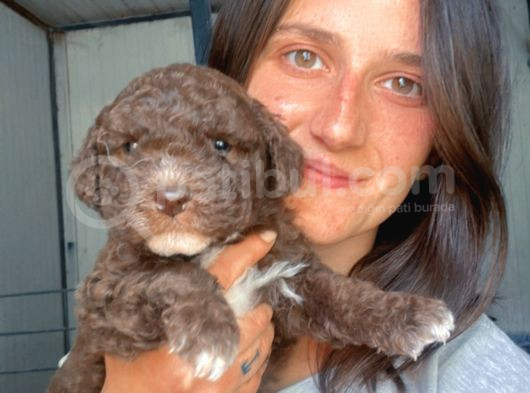 Lagotto Yavrular görsel