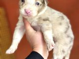 Border Collie Yavrular