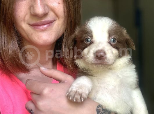 Border Collie Yavrular görsel