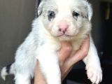 Border Collie Yavrular