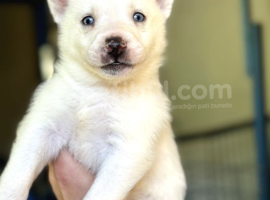 Sibirya Kurdu Husky Yavrular