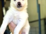 Sibirya Kurdu Husky Yavrular