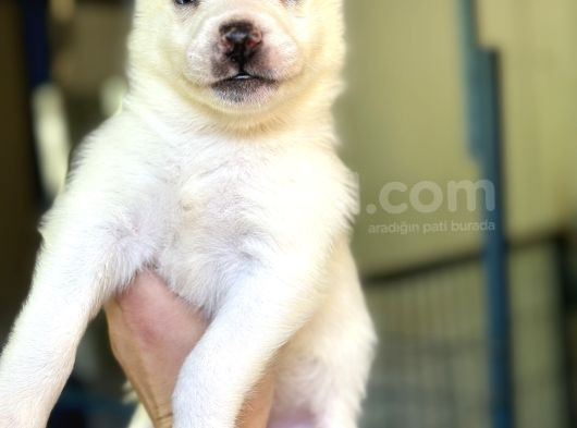 Sibirya Kurdu Husky Yavrular görsel