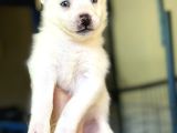 Sibirya Kurdu Husky Yavrular