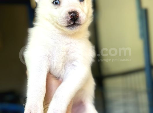 Sibirya Kurdu Husky Yavrular görsel