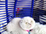Scottish Fold Lilac Yavru