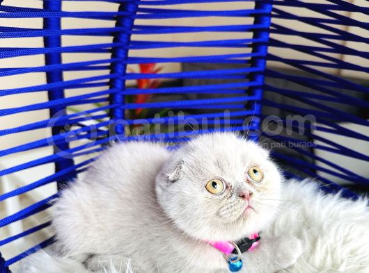 Scottish Fold Lilac Yavru görsel