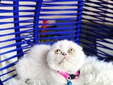 Scottish Fold Lilac Yavru