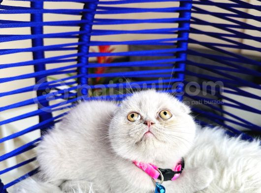 Scottish Fold Lilac Yavru görsel