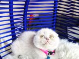 Scottish Fold Lilac Yavru