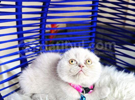 Scottish Fold Lilac Yavru görsel