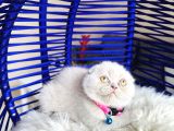 Scottish Fold Lilac Yavru