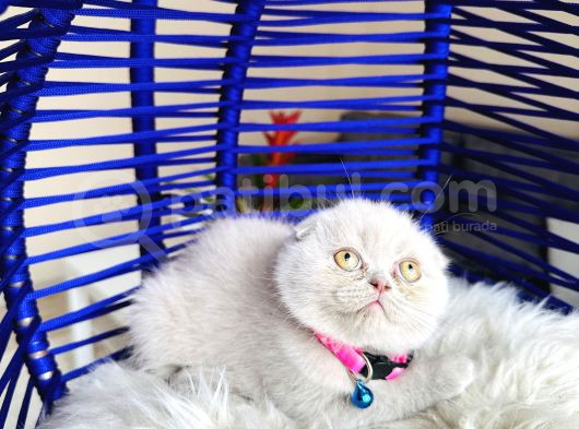 Scottish Fold Lilac Yavru