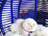 Scottish Fold Lilac Yavru