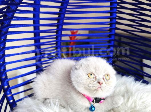 Scottish Fold Lilac Yavru görsel