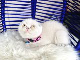 Scottish Fold Lilac Yavru