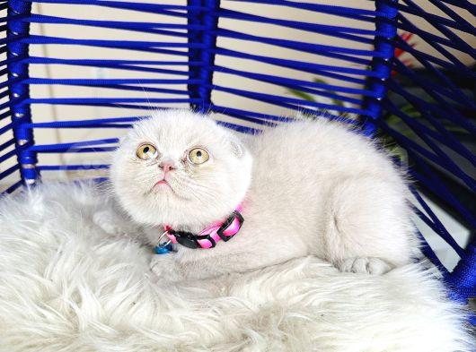 Scottish Fold Lilac Yavru görsel