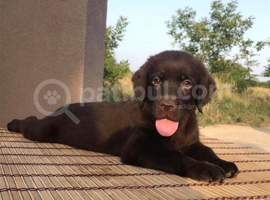 Safkan Çi̇kolata Labrador Yavrulari