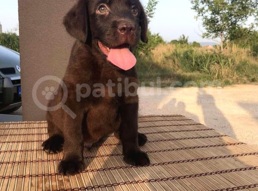 Safkan Çi̇kolata Labrador Yavrulari görsel