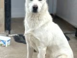 Sibirya Kurdu Husky Yavrular