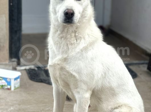 Sibirya Kurdu Husky Yavrular görsel
