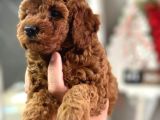 Kg Boy Garanti̇li̇ Kore Toypoodle Yavrular Heryere Gönderi̇li̇r