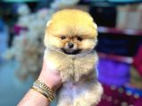 Pomerani̇an Irkinin En Güzel Bebekleri̇
