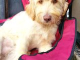 ÜCRETSİZ DİŞİ LABRADOODLE