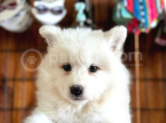 Ayi̇ Yavrusu Samoyed A Kali̇te Irk görsel