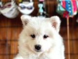 Ayi̇ Yavrusu Samoyed A Kali̇te Irk