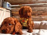 En Akıllı Apartman Köpeği A Scrli̇ Toy Poodle