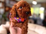 En akıllı apartman köpeği a SCRLİ toy poodle