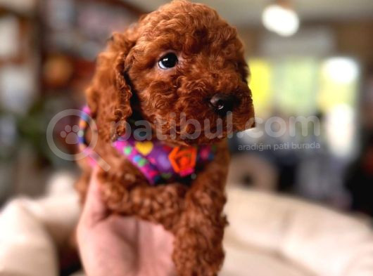 En Akıllı Apartman Köpeği A Scrli̇ Toy Poodle