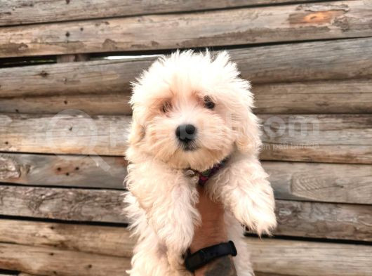 Hiç Büyümeyen Pamuklar Maltese Terrier görsel