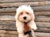 Hiç Büyümeyen Pamuklar Maltese Terrier