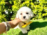A Kalite Maltese Yavrular