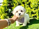 A Kalite Maltese Yavrular