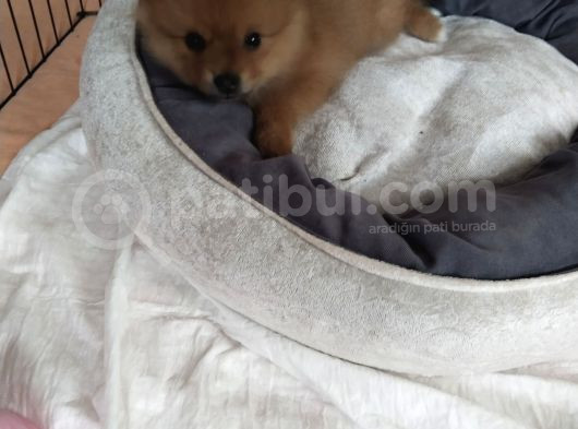 Pomeranian Ev Köpeği Küçük Lina görsel