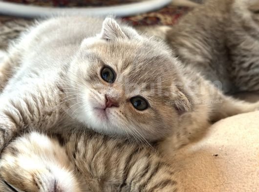 Çok Tatlı Scottish Fold Yavrumuz görsel