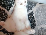 Beyaz Scottish Fold