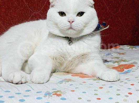 Beyaz Scottish Fold