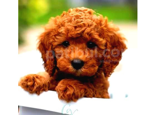 Kipkirmizi Saf Kan Evci̇lbebekler Ev Üreti̇mi̇ Tooy Poodle Yavr