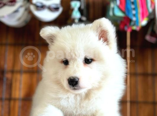 Ayi̇ Yavrusu Samoyed A Kali̇te Irk görsel